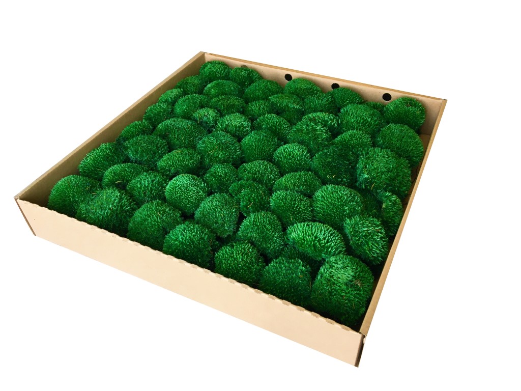 Premium Preserved Pillow/ Bun Moss Dark Green Large Wholesale Box